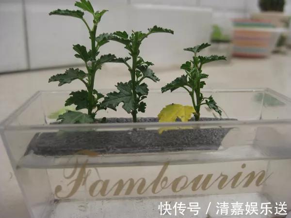 泡水|3种枝条泡水里,10天长根,一次开花100朵,水培成活率更高!