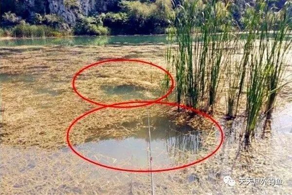 鲫鱼|钓鱼不钓草,完全瞎胡跑找个草窝就开钓,那离“扑空”不远了