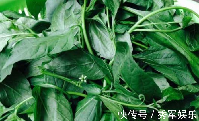 脾胃虚寒|田间地头的4种野菜，清热解毒、治愈虚寒，味道还很好！