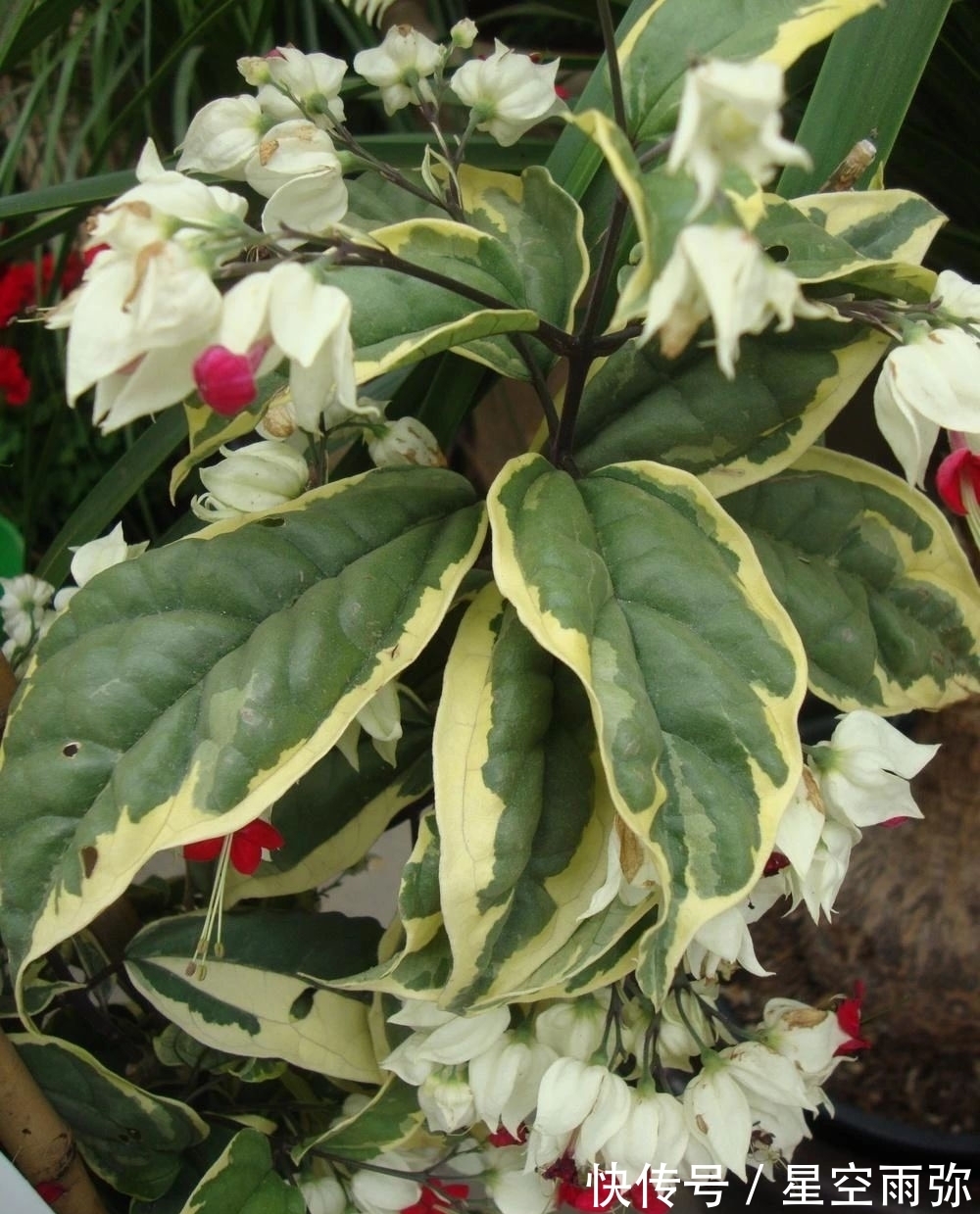 每年春节前后,除了年宵花,买盆龙吐珠也不错,好看的半藤本花卉