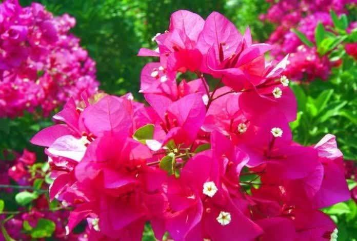 几种花,开花漂亮又好养,开花漂亮财运来,一养就上瘾