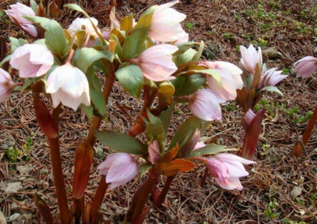 毛莨科|农村这野草叫“铁筷子”,对身体有好处,遇见可以种植在家中