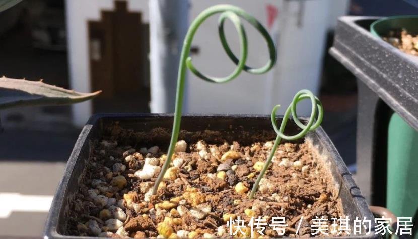 养分|这款草正常叶子如弹簧,变直了反而是一种“病”,该趁早治