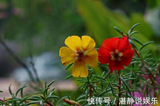 倒伏|太阳花根茎软倒伏不开花,抓紧时间“剃光头”,夏末还能开一茬