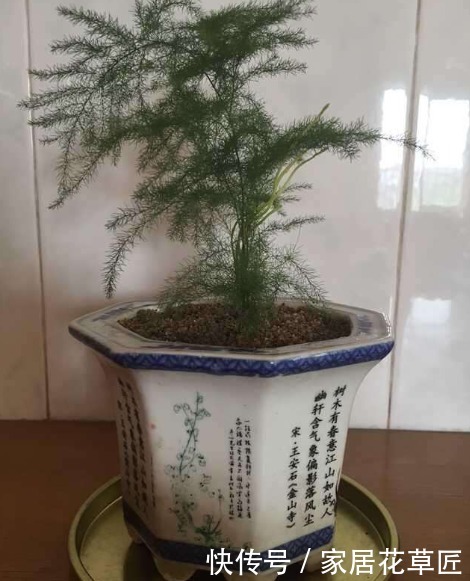 光照|客厅养花,就养“3种花”,寓意好,还容易养,显得价值更高