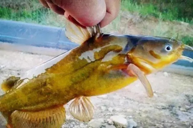 天一冷，黄骨鱼怎么钓？用这一招，比钓鲫鱼还过瘾