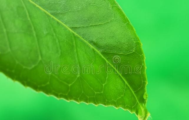 冬天|冬天茶花最常见的5个问题,看完不再为养茶花发愁