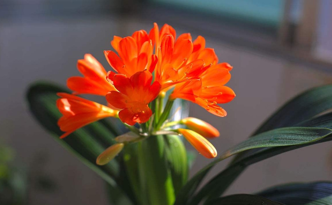 王大爷养君子兰,1年只用2种肥料,叶子翠绿开花多