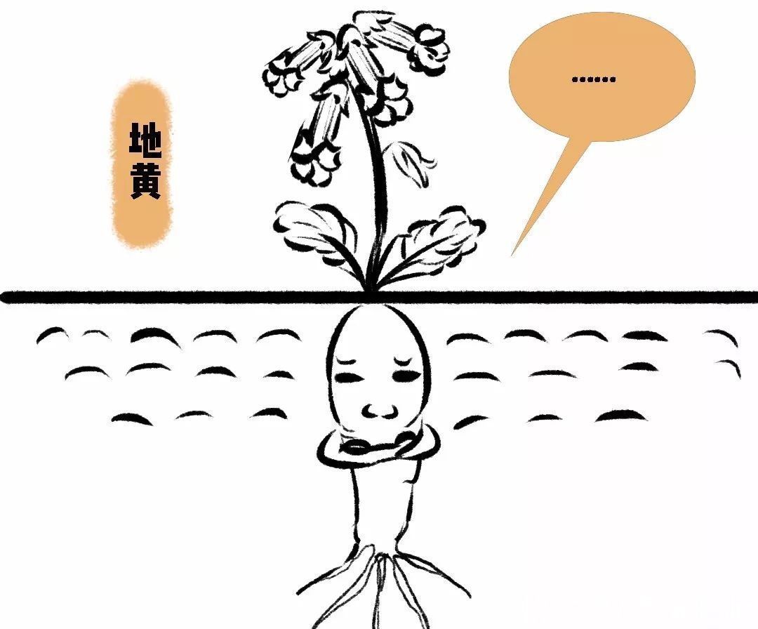 美容养颜|千古第一补血方,赶走头晕、失眠、健忘、心慌、手脚凉,美容养颜