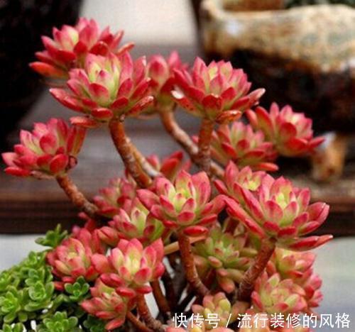 5种漂亮多肉,12月养一盆正当时,好养易爆盆,冻一冻状态美!
