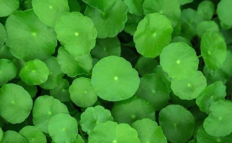 维生素e|聪明人爱吃3种食物，排毒养颜、延缓衰老，身体棒棒哒！