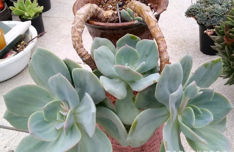 多肉|多肉白凤特别耐热,纯露养都能顺利度夏,还能培养成漂亮的悬崖桩