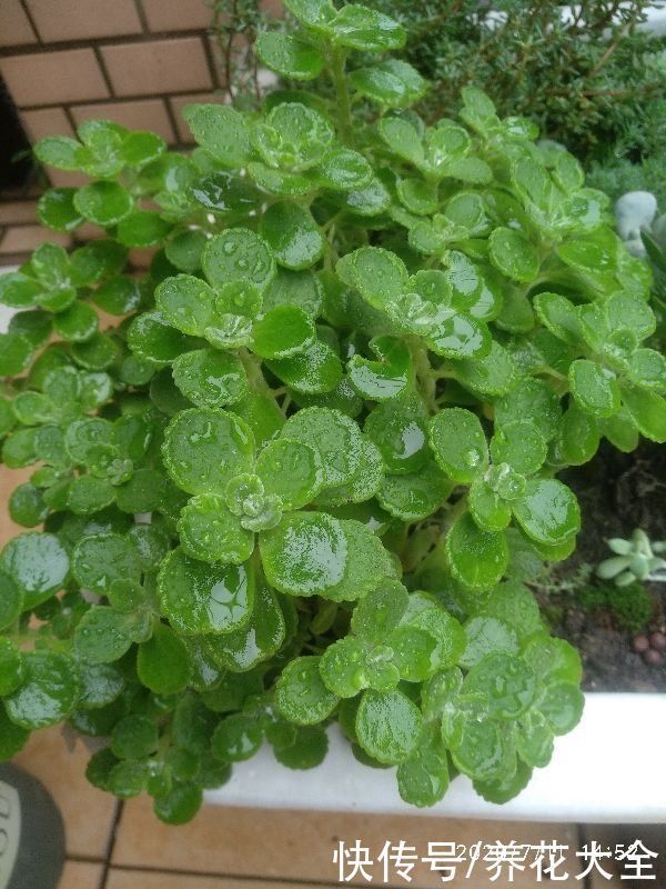 卫生间里养盆“除臭花”,既杀菌消毒,味道清香好闻