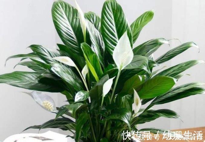 牡丹吊兰|养花就养4种花,家里养一盆,甲醛、二手烟全跑光!