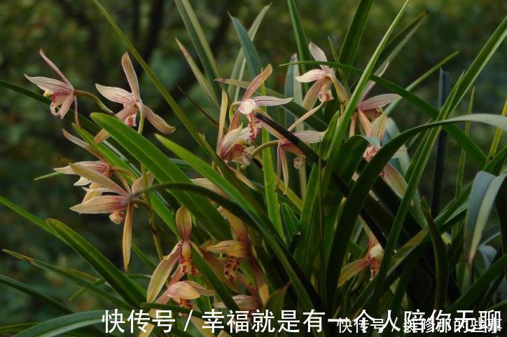 多菌灵|买到兰花难服盆?先学会上盆,再学会缓苗,服盆快发芽多!