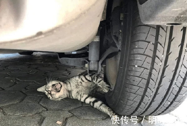 |搞笑GIF：这只小猫咪是来碰瓷的吗？原来是有惊无险，哈哈哈