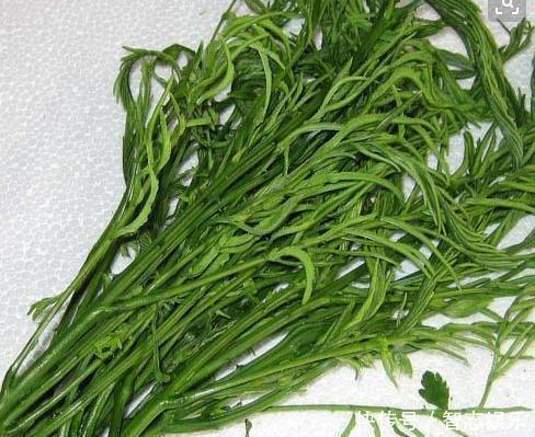 北方人很多都不认识,在南方却特别流行的蔬菜,你们吃过几种