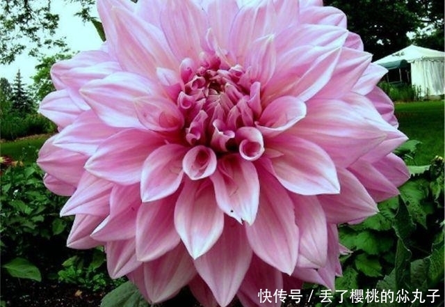 花朵却|自己种大丽花,掌握好方法,一朵花就会非常的美丽,非常的壮观