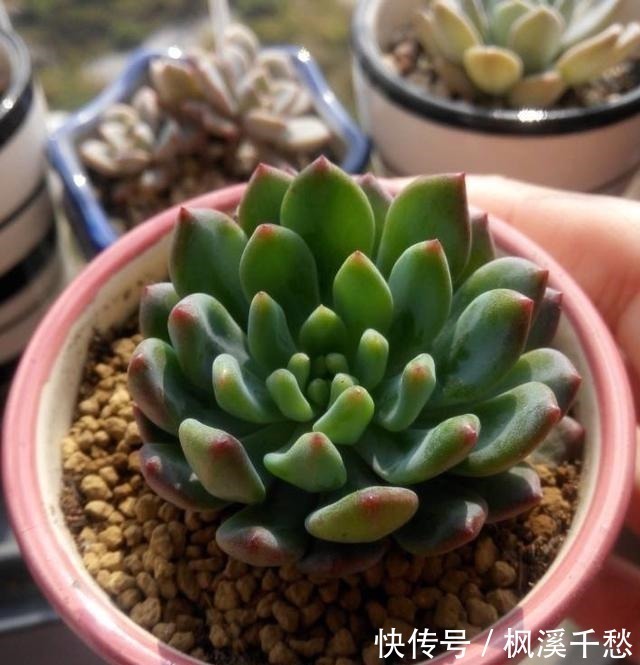 群生|容易群生的3种“多肉”，侧芽多繁殖快，颜色美，一年长到一大盆！