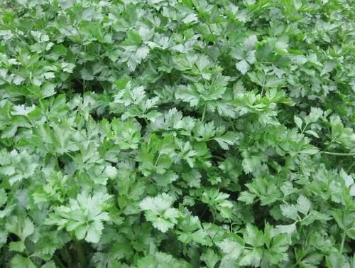  叶子|尿素加什么可以使叶子变浓绿？