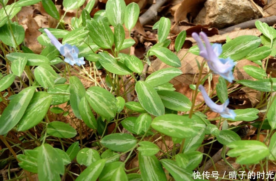  野草|提个醒：见到此野草，不妨采些回家，好处不请自来，作用非常大