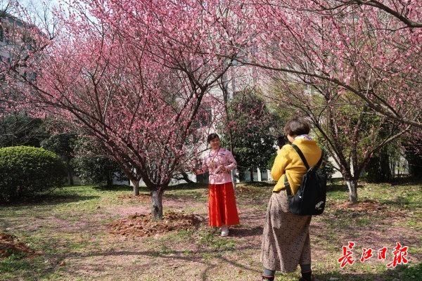 万紫千红珞珈山｜图集