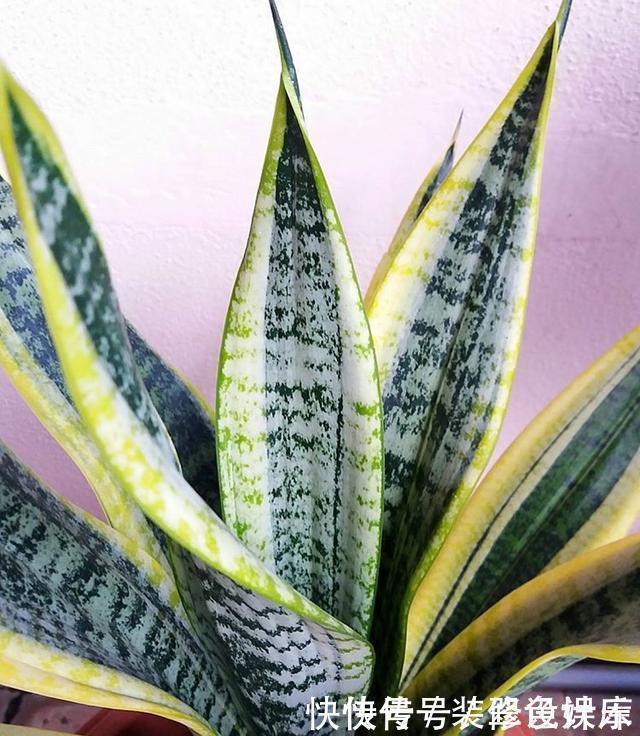 种花|卫生间没窗户?养此4种花,耐阴好活,关键:除臭、杀菌,空气好