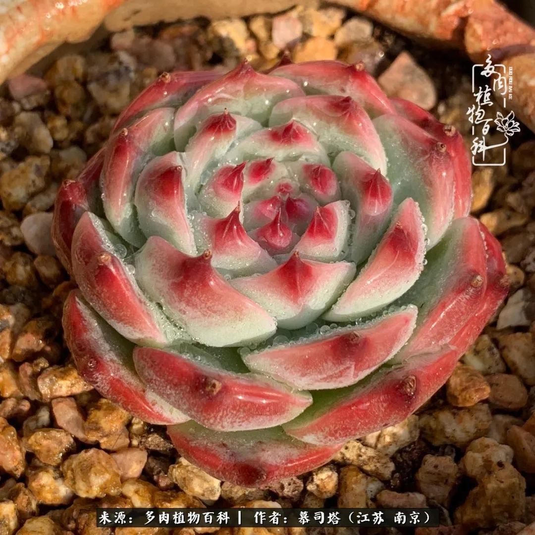 当多肉小白磕上吉娃娃！把自己都要美哭了！