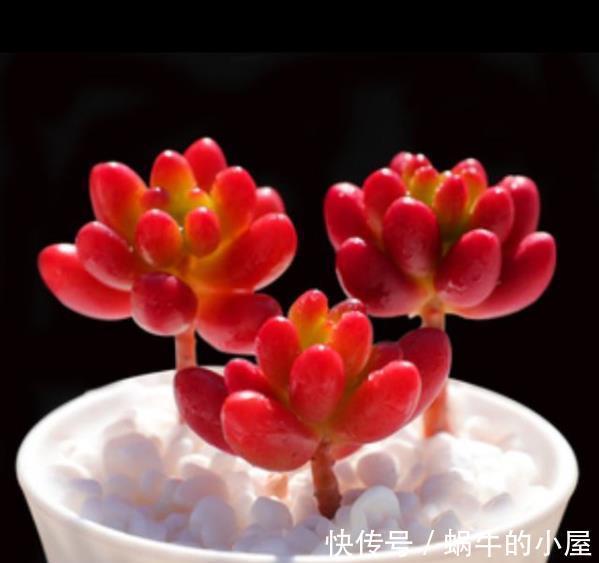秋冬养这5款红色系多肉,越晒颜色越鲜艳,容易爆盆长势好