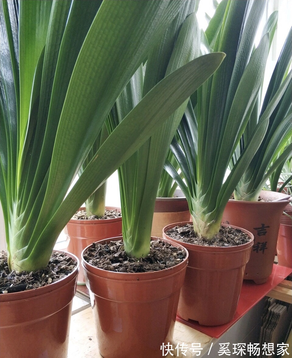 养君子兰“趁现在”，多做2件事，长成“大白菜”，一盆冒5个花箭