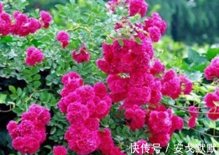 家里必养“4种花”,好养又漂亮,年年开花不断,美翻天!