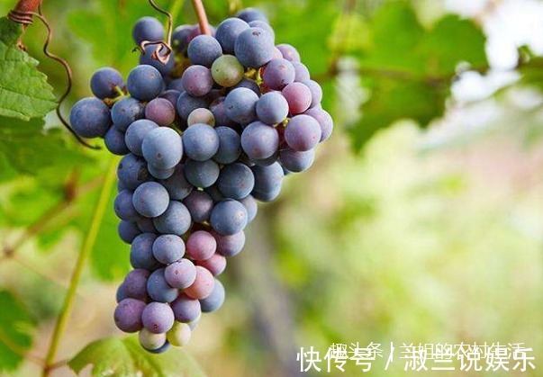 水果|想变美的女人要多吃这三种水果，美容补水，抗衰老！