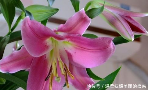 家养这些盆栽,不用费心思,花朵鲜艳妖艳,开花轻松挤爆盆,超赞