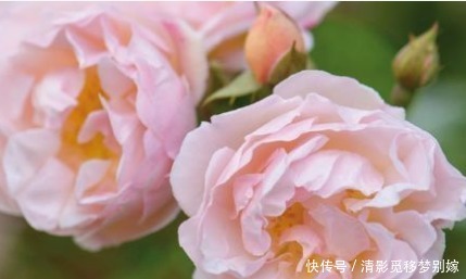 新手养花,不如养盆花中精品“莱克夫人”,粉红鲜嫩,清新脱俗