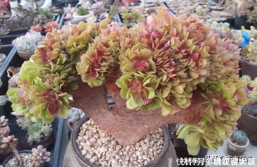 姬秋丽|想把多肉养成老桩,那也要选对多肉,这几种才合适你