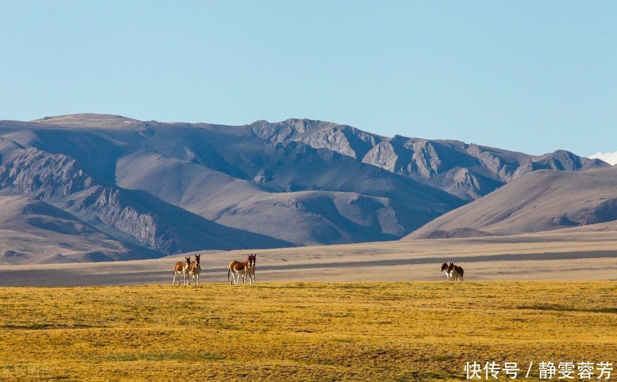 中国第一个国家公园，高海拔环境恶劣，却是野生动物的天堂