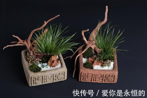 “微型盆景”,我只服此3种,置于案头,让人一见钟情