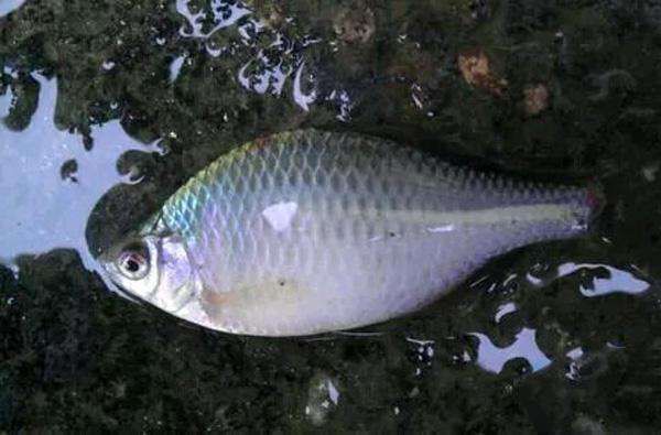 鰟鮍鱼|小时候最讨厌钓到鳑鲏鱼,离水几分钟就会烂肚子