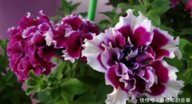 春天“4种花”赶紧养起来，养在哪里都爆盆，好运到来