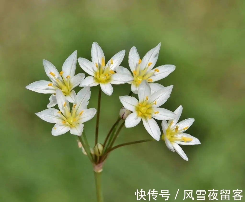 春天里#诗词丨诗词中的春天,总是美的令人心醉