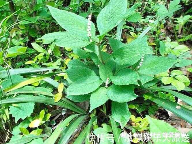 乳腺癌|夏天湿天,乳腺癌高发期,多食此野菜,防子宫癌,清走子宫细菌