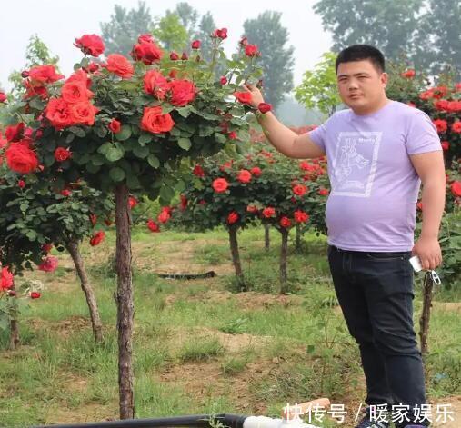 邻居养了2棵“月季树”，年年开花满枝头，多色花朵“巴掌大”