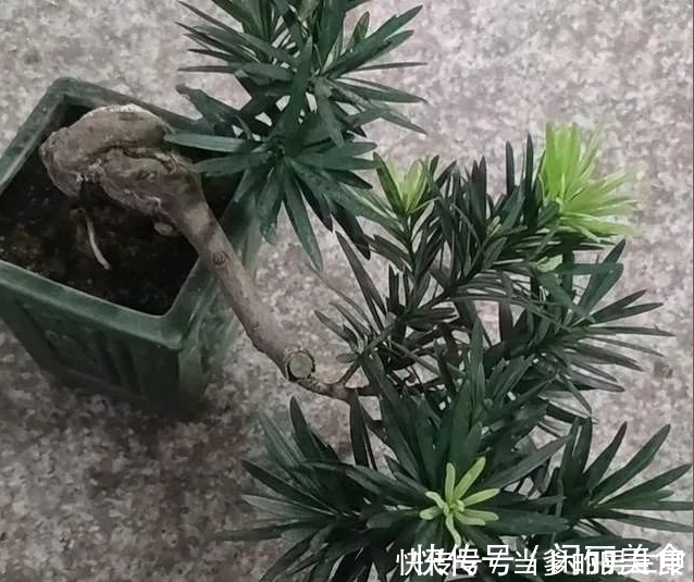 种“罗汉松”用枝条，掰一根插土里，不久之后便可成为老树桩！