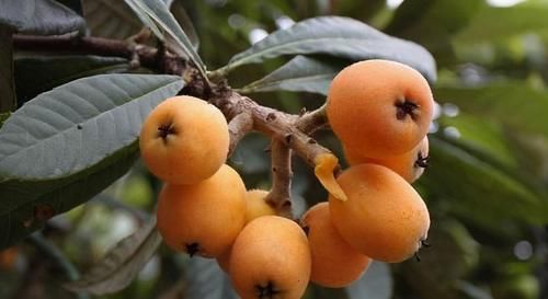 好身材|女性想要好身材，推荐3种食物，排毒清肠，刮油消脂，赶走小肚腩