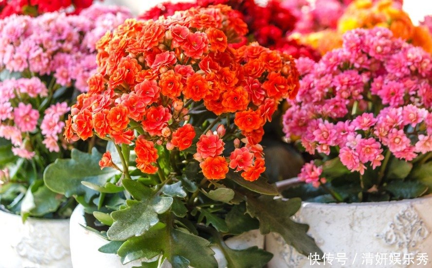 肥料|长寿花这样养，春天花朵呼呼开，一年养成漂亮老桩！