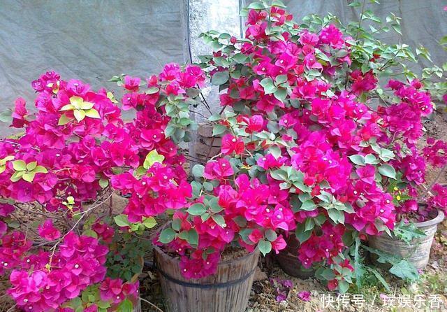 三角梅开花越来越少,是“它”在作怪,盆里撒1把粪,下次开爆盆