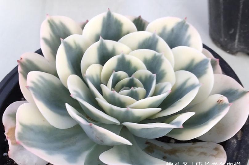 养多肉玉蝶锦的肉友你养活了吗？没养活的话来试试这两种养法吧！