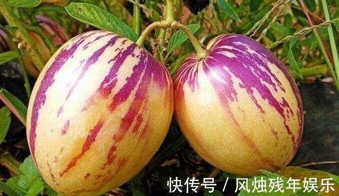 肝胆疾病|女性晚上当零食吃几颗,美肤淡斑,大肚子也平了,越来越年轻