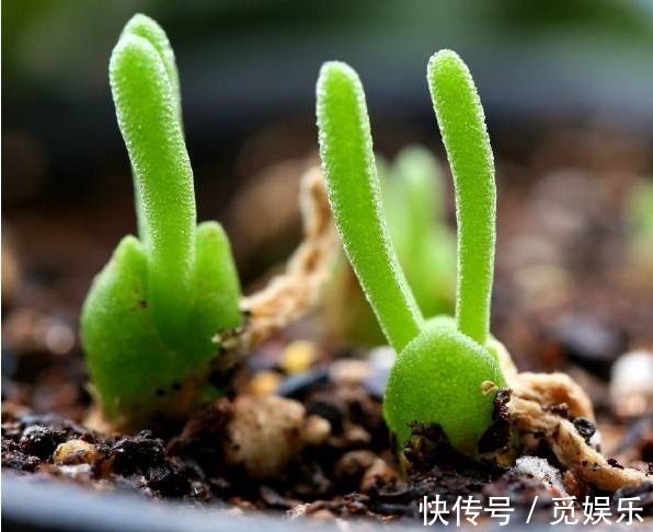 多肉植物|几种适合养在盆栽的多肉植物，好看又好玩，浇水就能爆盆