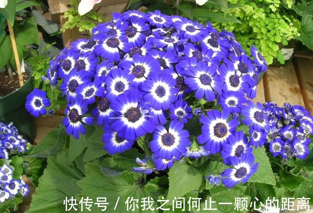 为什么家里的瓜叶菊养一段时间就会枯萎,如何让它开花更久?